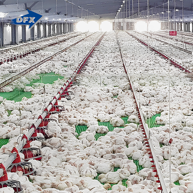 Steel Chicken Poultry Hangar